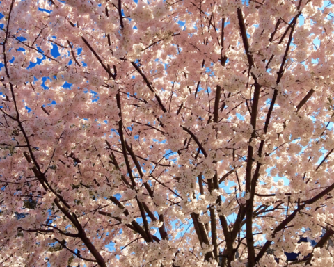 Åh så smukke kirsebærtræerne er – Cherry Blossom i Washington DC