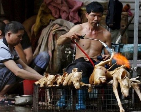 Sankt Hans: I Kina spiser de da (stadig) hunde