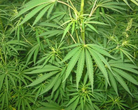 Økonom: Så meget koster forbuddet mod cannabis statskassen 