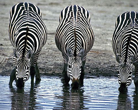Zebraen Amal og de afrikanske stereotyper
