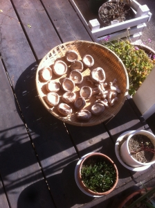 Shiitake-svampe tørres i solen.