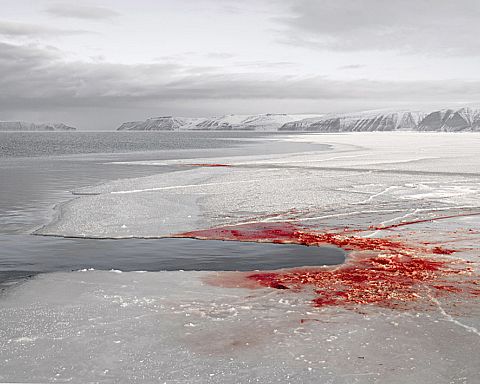 Rødt dampende blod mod en kridhvid isflage
