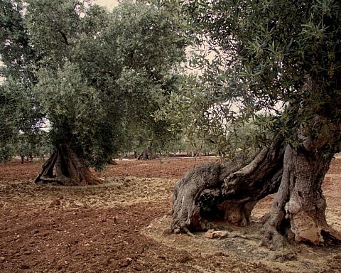 Syditalienske vidundere: det fantastiske oliventræ