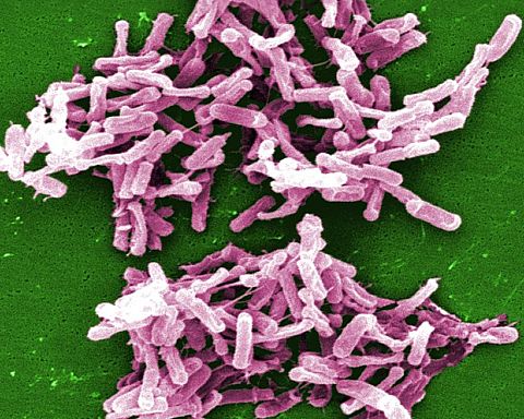 Ny nanosensor kan sladre om farlige bakterier, inden de gør dig syg