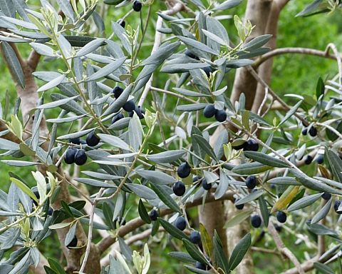 Syditalienske vidundere: Det fantastiske oliventræ – del 2