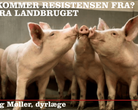 Antibiotika – resistensen kommer ikke fra den danske svineproduktion