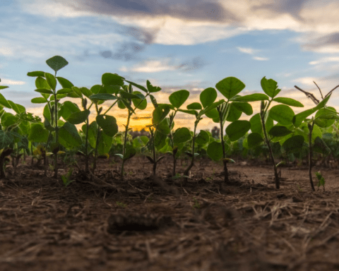 NY SERIE: Er fremtidens landbrug økologisk?