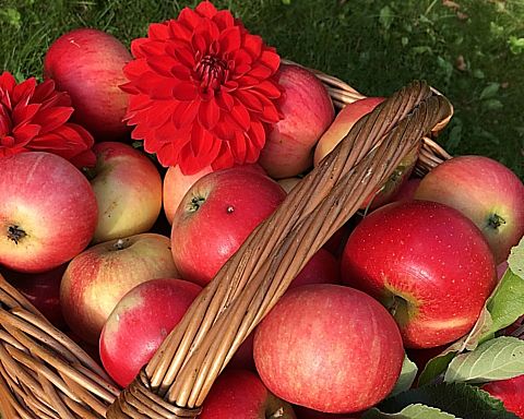Årets store æblerov: Hæld kundskabens frugt på glas