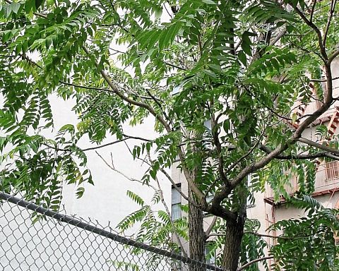 Der vokser et træ i Brooklyn – en lille historie om en roman, social opstigning og et berømt træ i fattigkvarterer