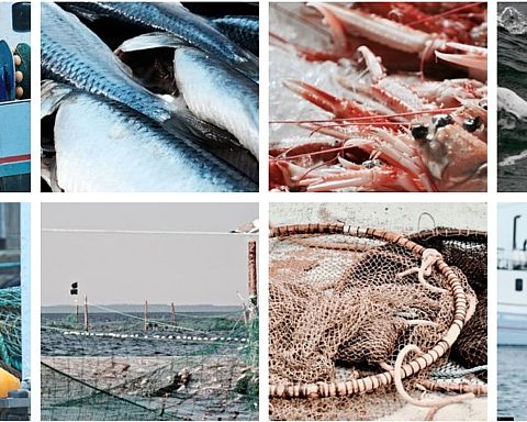 Skånsomt fiskeri og ’Nordens ansjos’ skal redde livet langs de danske kyster