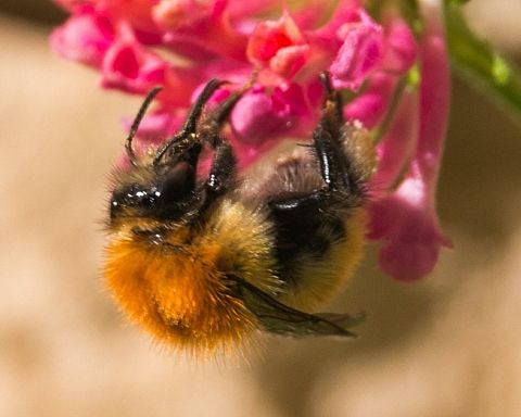 Biodiversitet: Hvad skal vi med vilde jordbier og andre vilde jordboer?