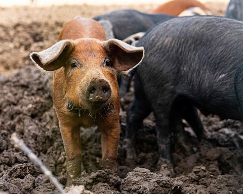 Hindsholm sælger Danmarks dyreste svinekød: Forbrugere har fået et urealistisk forhold til, hvad kød skal koste