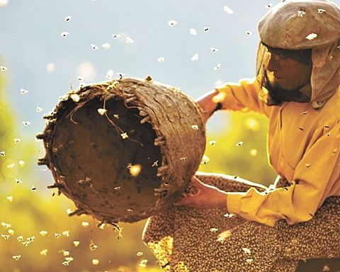 Honningland – vidunderlig film om traditionel biavl i Nordmakedonien