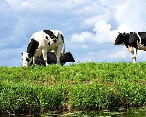 Grønne køer hjælper klimaet