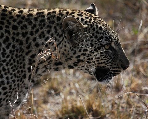 Leoparder overrasker: Hunner er morgenfriske, mens hanner er natdyr