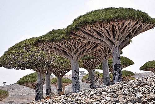 Socotra paradis