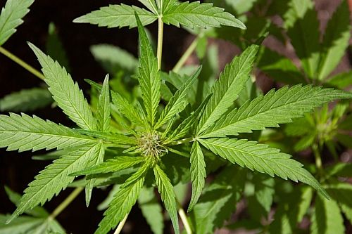 cannabis medicinsk fyn