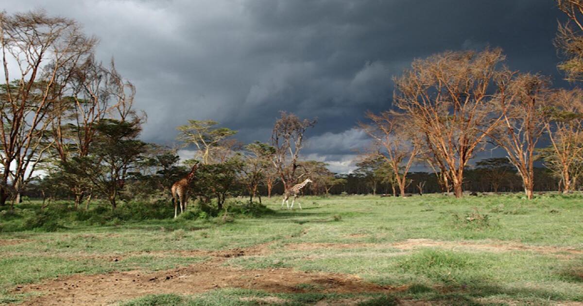 Det hvide højland Kenya