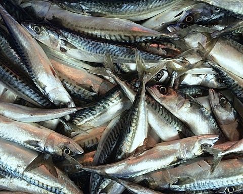 Henrik Strube: Livsvarig makrel