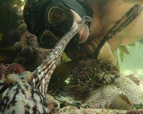 Blæksprutterne #3: Craig Foster, mennesket og blæksprutten