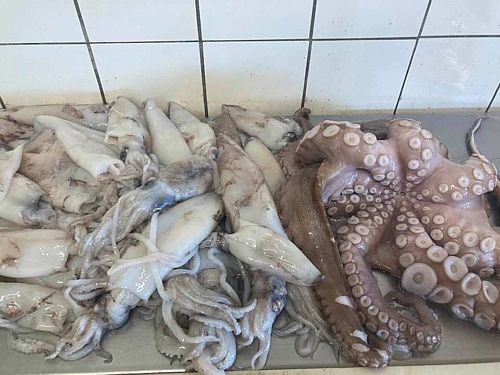 Blæksprutter