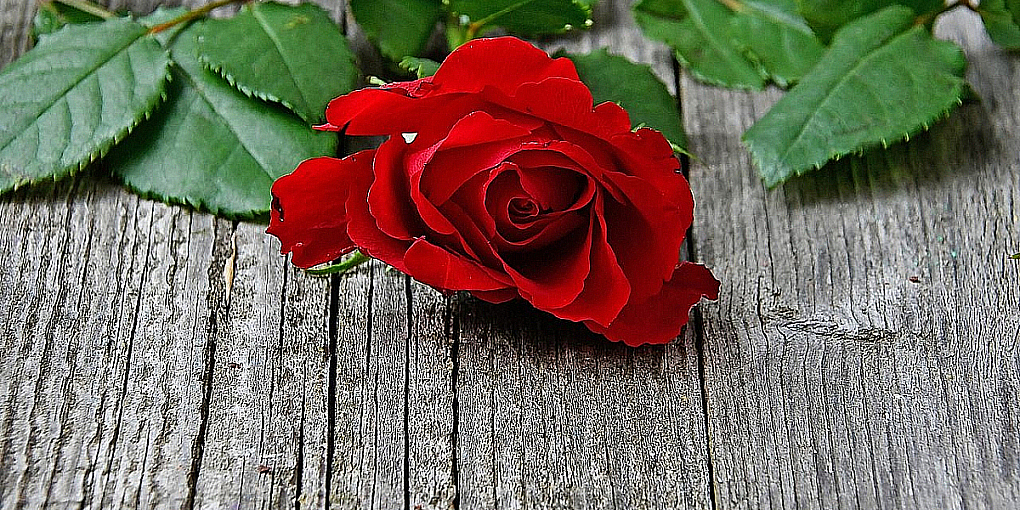 socialdemokrat socialdemokratiet