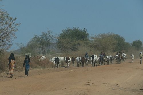 Sahel biodiversitet