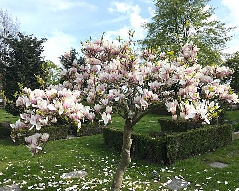 magnoliatræet
