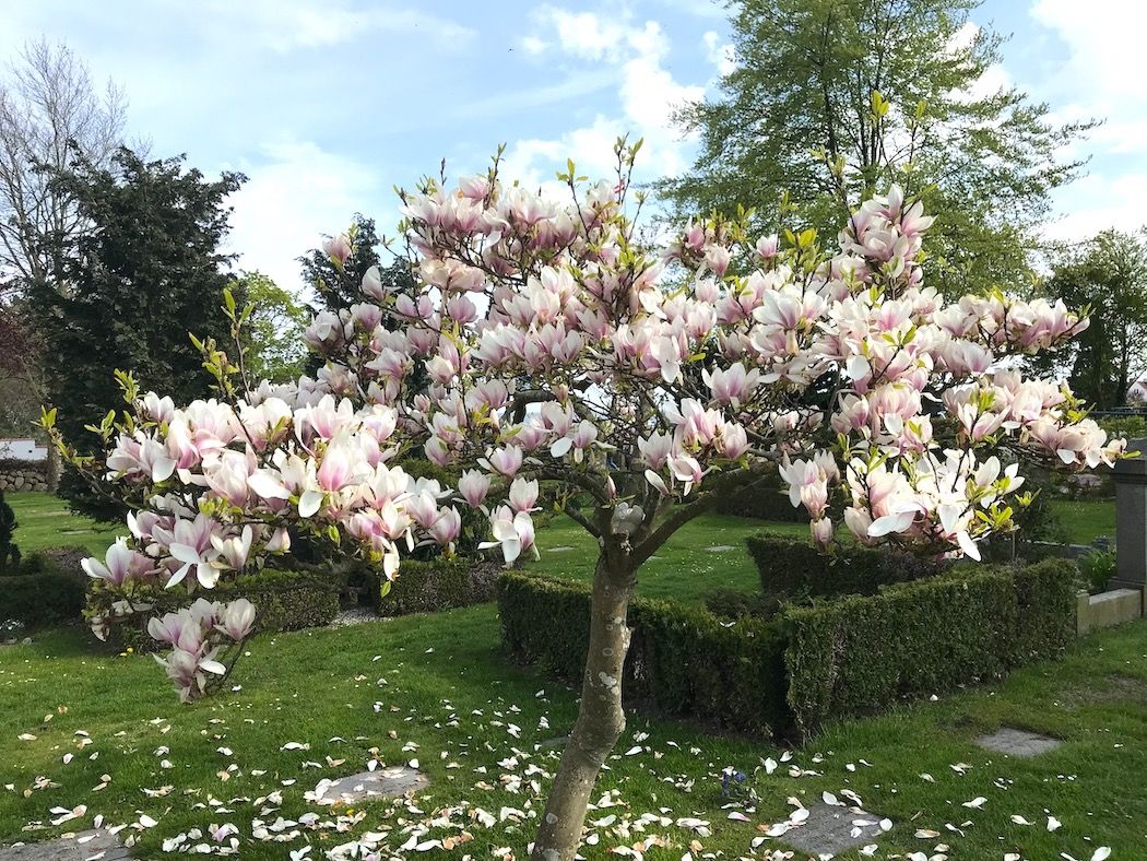 magnoliatræet