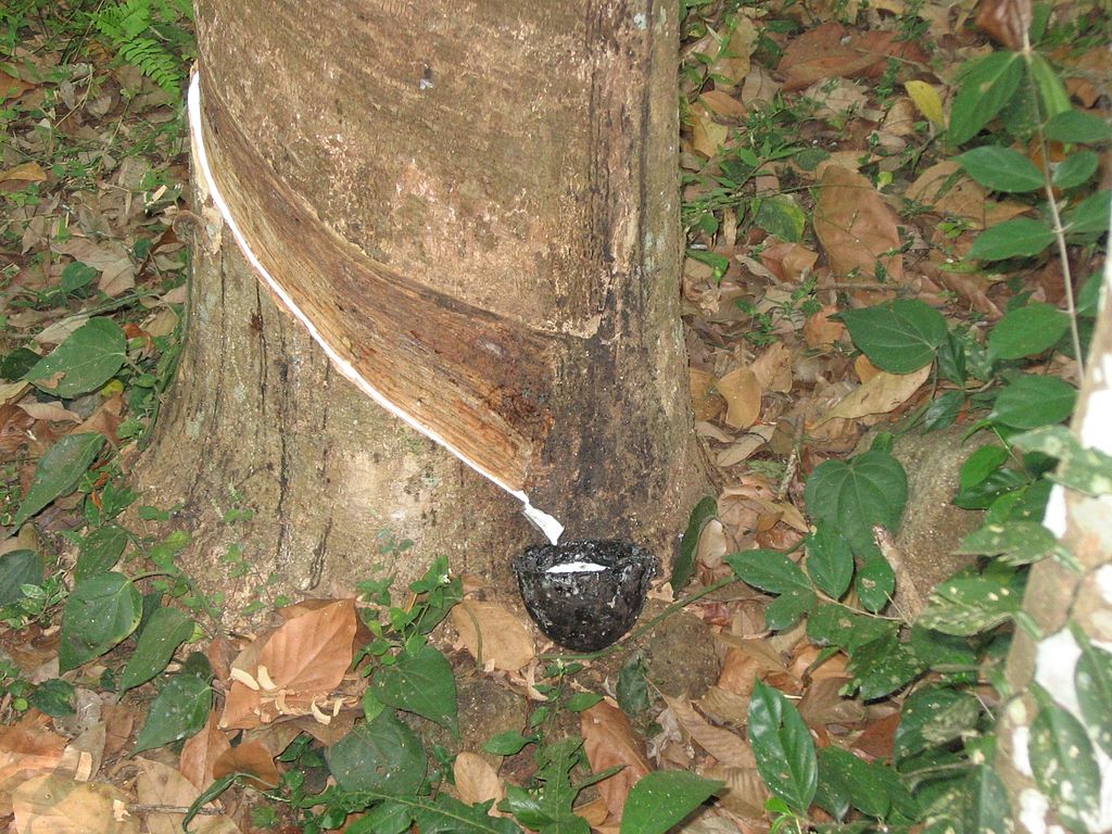 Tapning af gummitræ