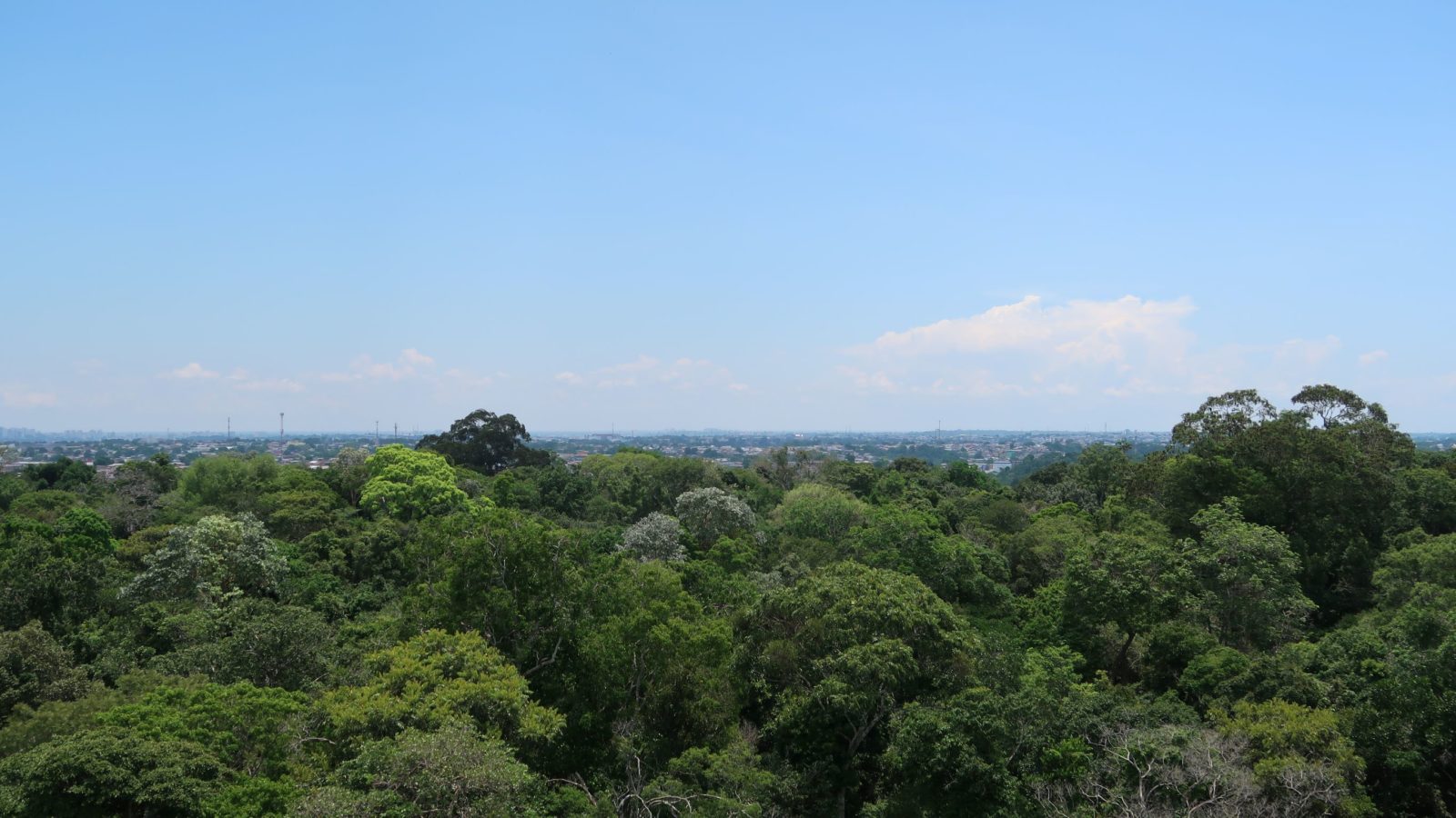 Amazonas - her i Manaus' botaniske have