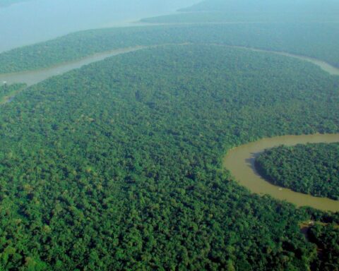 Biodiversitet, miljøbeskyttelse og økonomisk udvikling i den tropiske regnskov