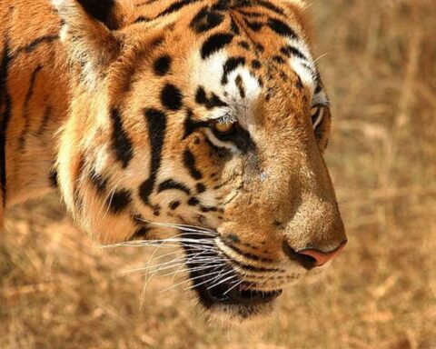 Inden Putins tiger-møde: De store katte vinder igen frem i Asien