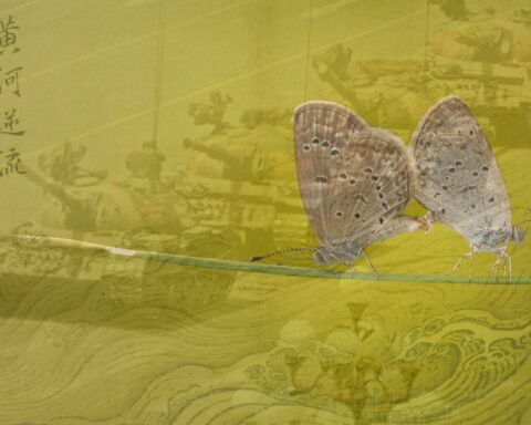 kinesisk sommerfugl avantgarde sidse laugesen digtsamling