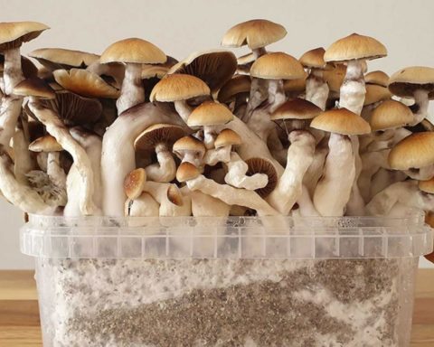 Flere og flere danskere bruger ‘magiske svampe’ som terapi