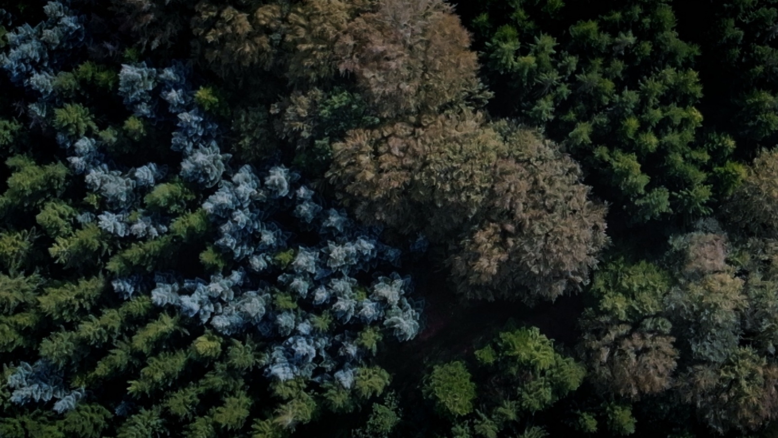 drone naturfilm dokumentar