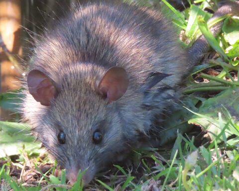 P-piller til rotter er fremtidens rottebekæmpelse