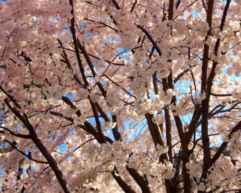 Åh, så smukke kirsebærtræerne er – Cherry Blossom Festival i Washington DC