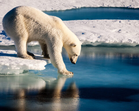 Har der virkelig aldrig været flere isbjørne, end der er nu?