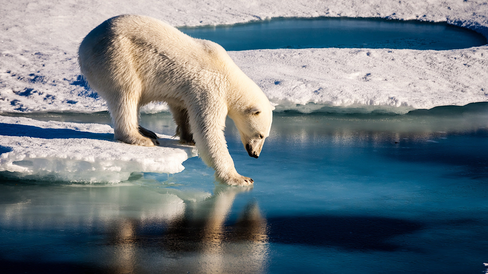 isbjørn klima lomborg