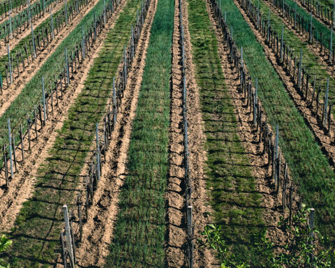 VinoFiils VinViden: EU’s Green Deal får vinbønder til at se rødt