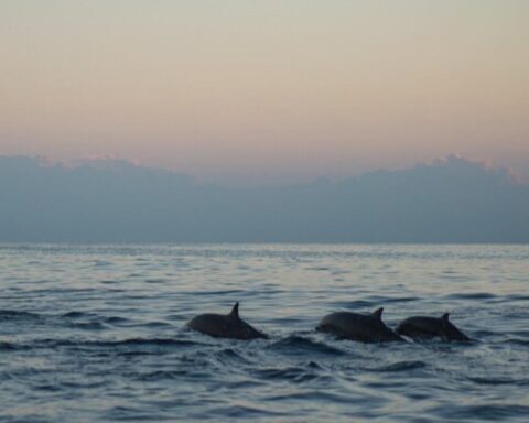 Delfinerne kommer