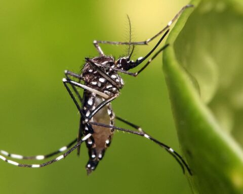Denguefeber i global vækst