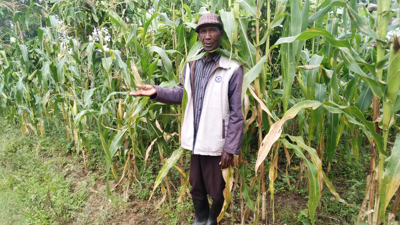 Charles Mutale har i mange år holdt sig til majsfrø, han selv har gemt og opbevaret fra tidligere år.