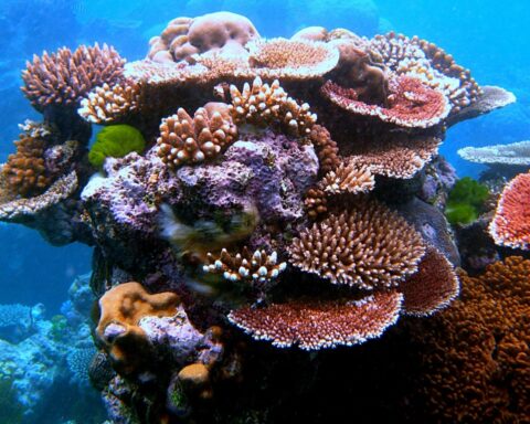 POVcast: Undervandserindringer med Callum Roberts, koralrevenes store beskytter