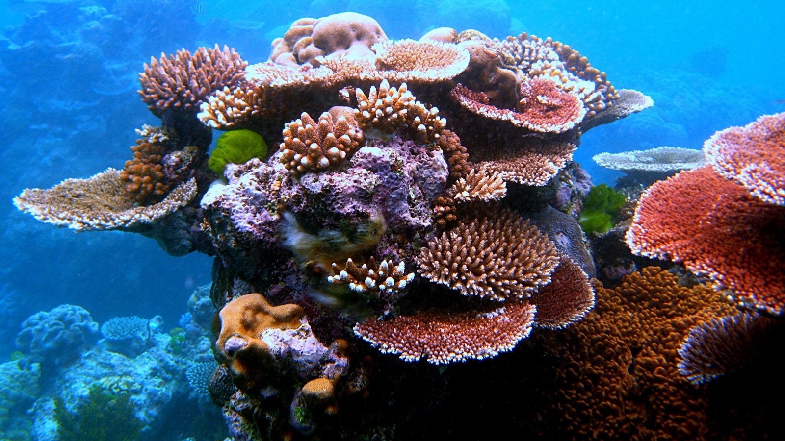 Koralrev