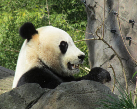 Panda-optimisme: Kinas nuttede blikfang er i fremgang