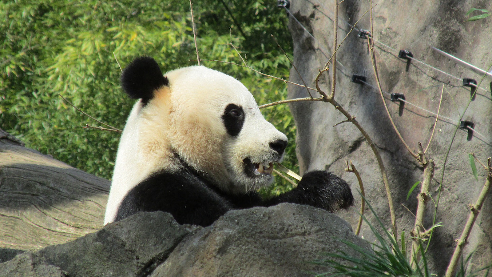 kina nuttet panda truede dyrearter