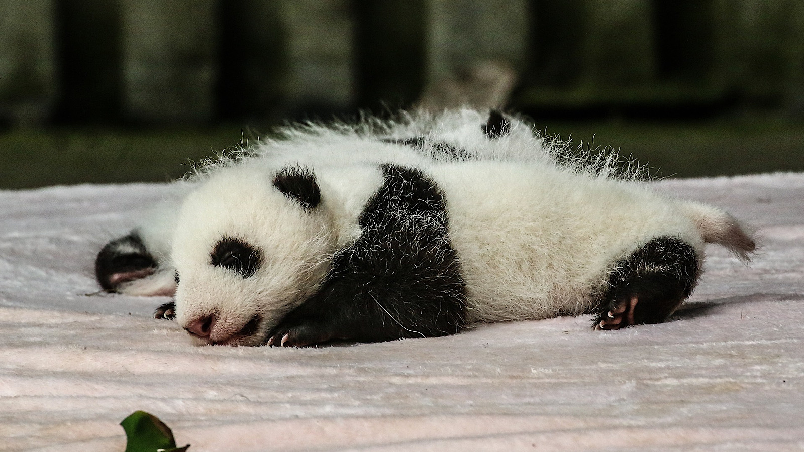 kina nuttet panda truede dyrearter