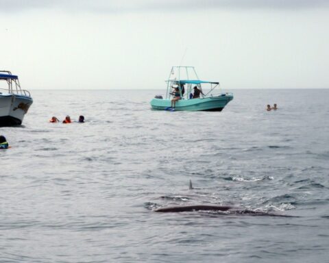Den usædvanlige rejse: Svøm med en hvalhaj i Mexico